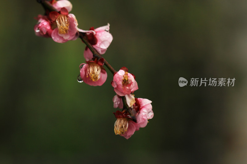 春天粉色的梅花和雨滴