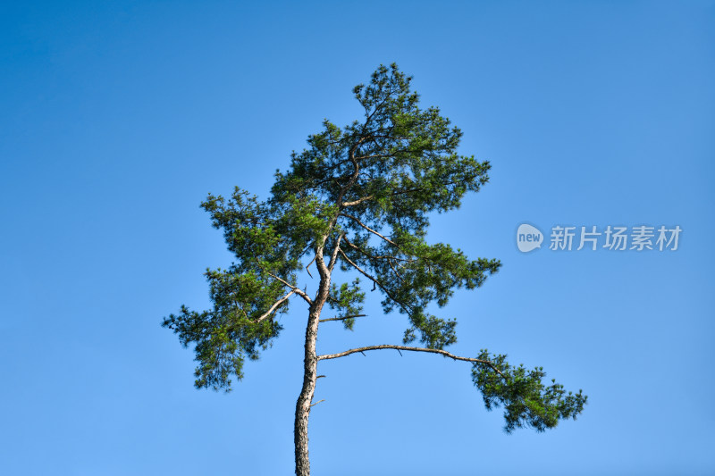 松树蓝天背景