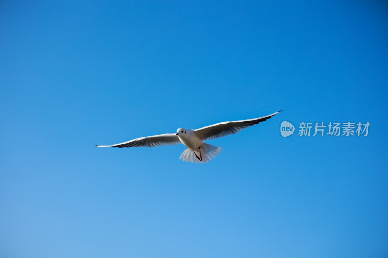 展翅飞翔的海鸥