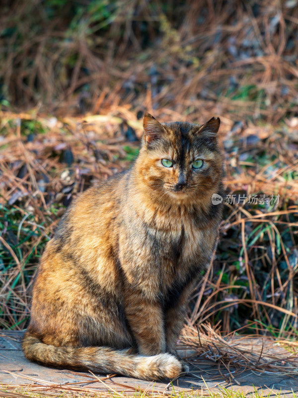 户外草丛中一只狸花猫静坐的场景