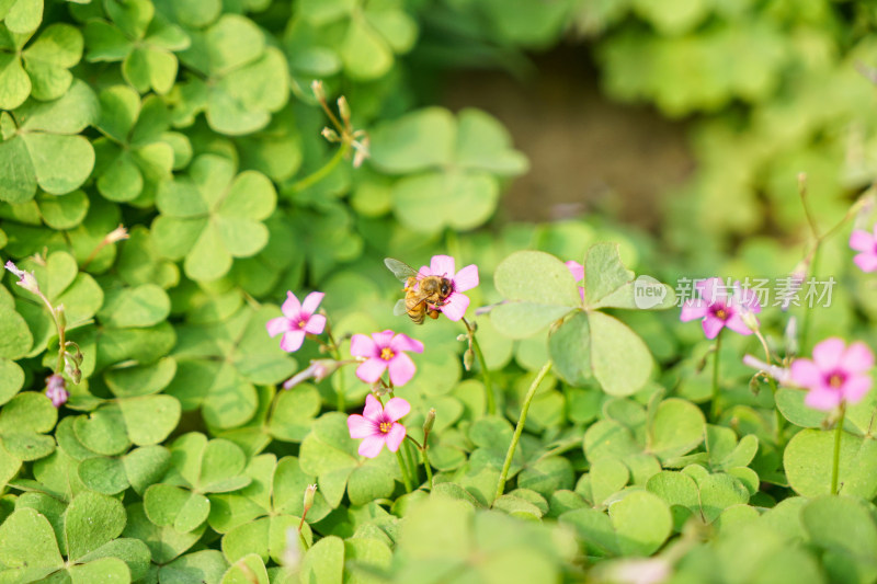 花丛中的蜜蜂