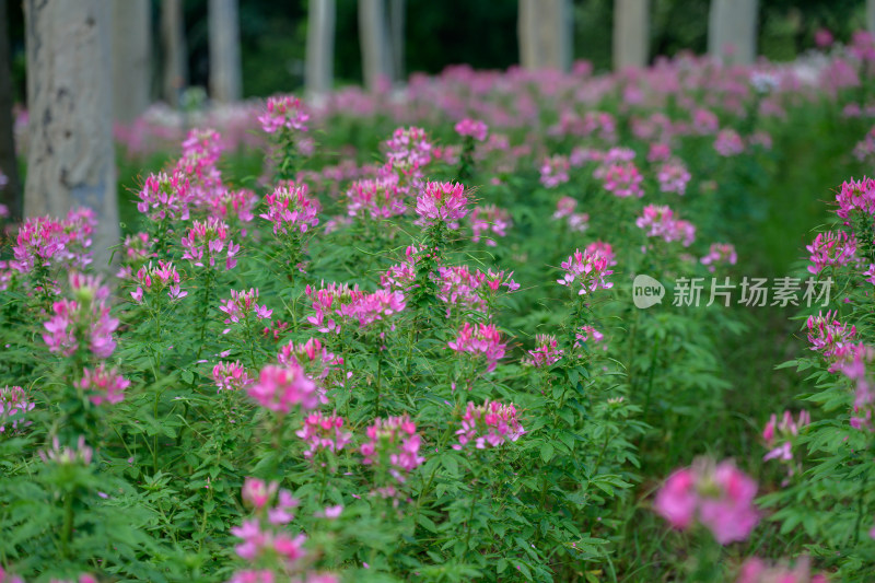 醉蝶花花海