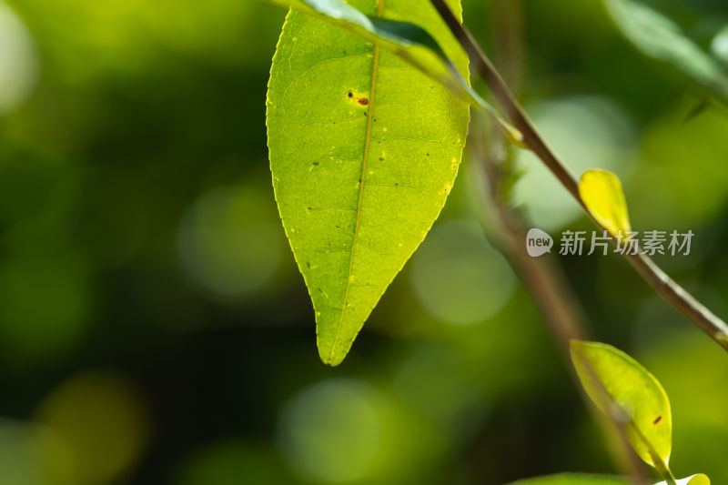 阳光下茶园里嫩绿的茶叶特写