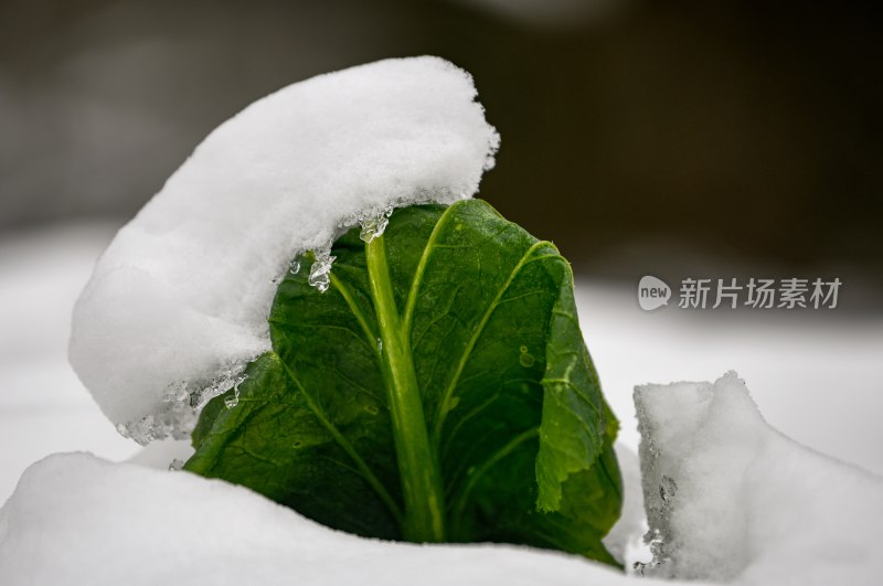 重庆酉阳：庭院橘子蔬菜与白雪