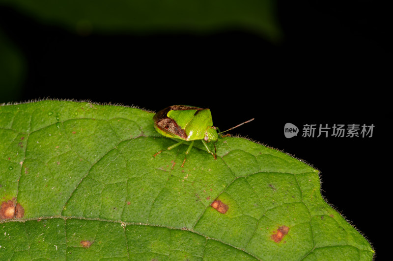 绿色蝽虫于绿叶上的近景特写