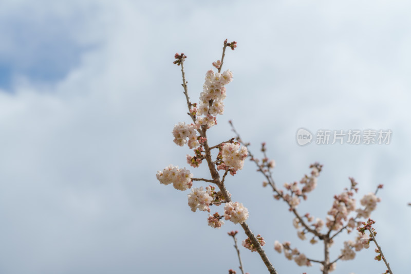 盛开的杏梅花