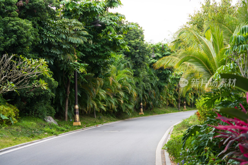 绿树成荫的景观道路