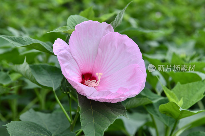 盛开的大花秋葵芙蓉葵