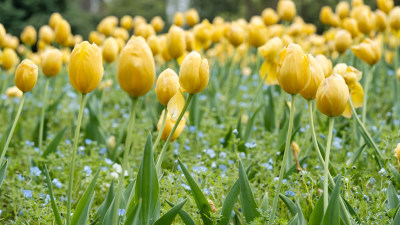 春天的郁金香花海