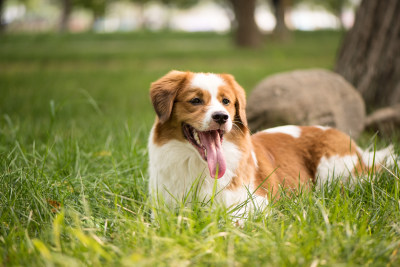 一只牧羊犬爬在草地上休息