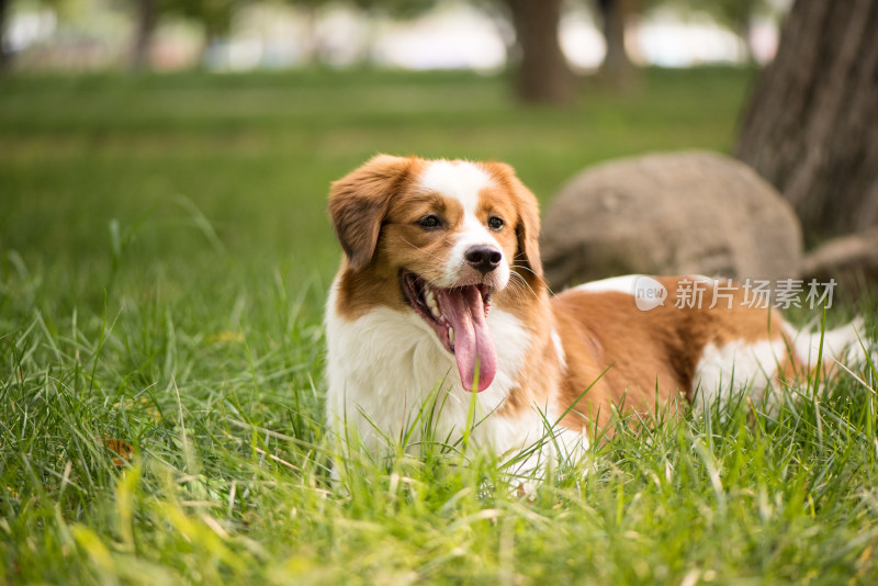 一只牧羊犬爬在草地上休息