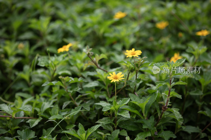 蟛蜞菊、路边菊、野菊花