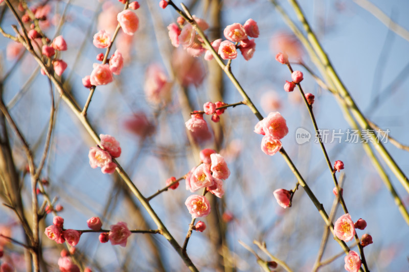 春日盛开的粉色梅花特写