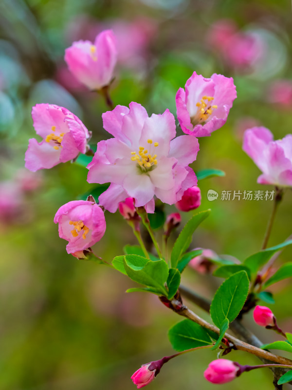 春天里的海棠花