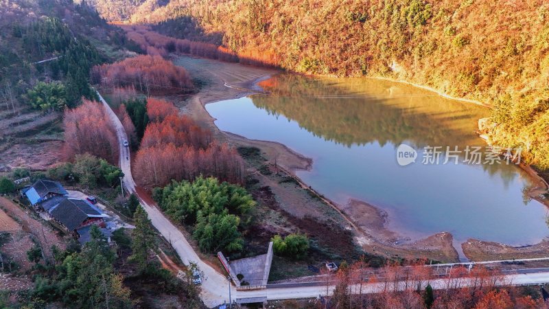 重庆酉阳：天山堡水杉红似火