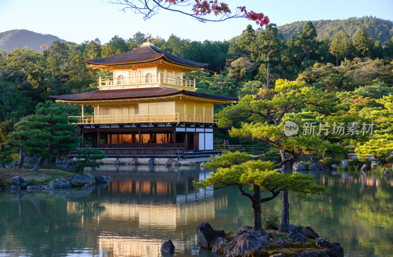 日本京都金阁寺金色舍利殿近景特写