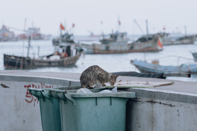 可爱的小猫咪