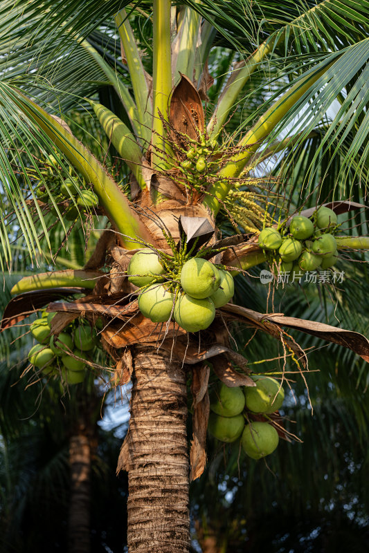 结椰果的椰子树