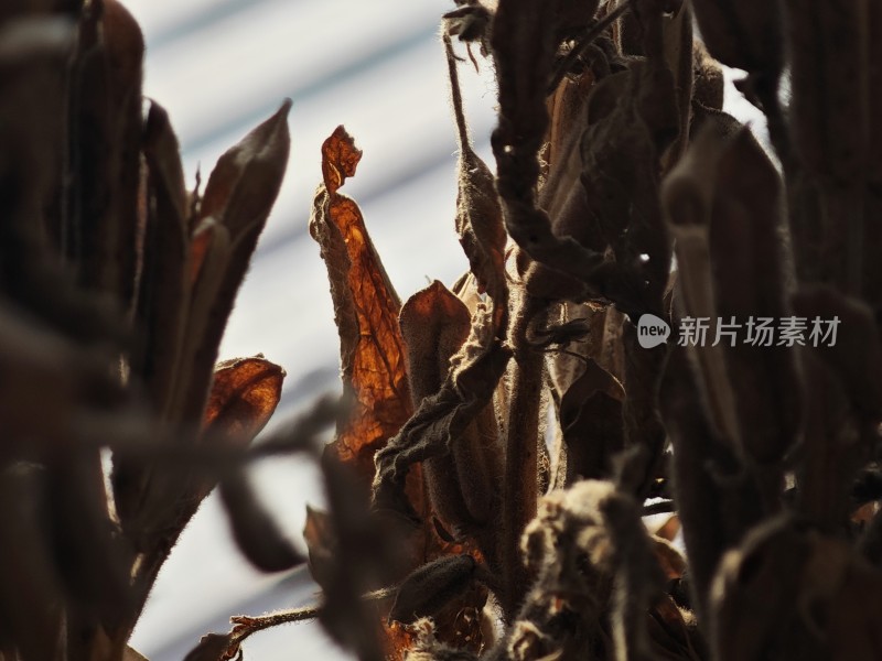 枯萎植物特写尽显秋日萧瑟之态