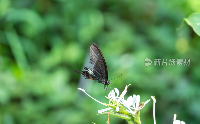 吸食花蜜的蝴蝶