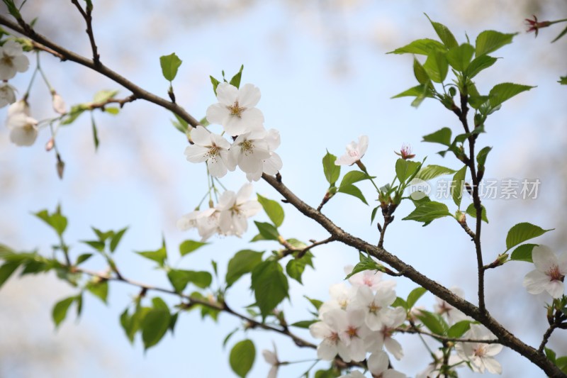 春日樱花