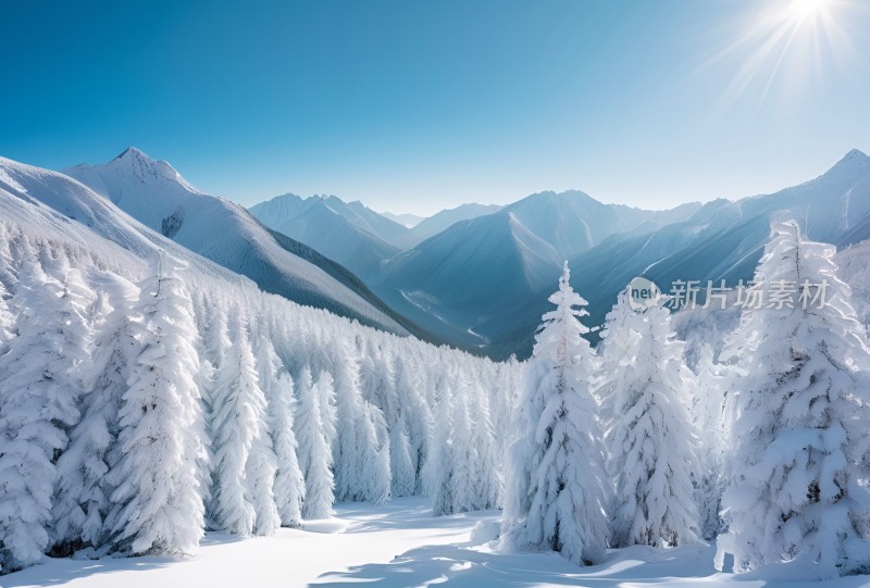 冬季森林白雪覆盖风景