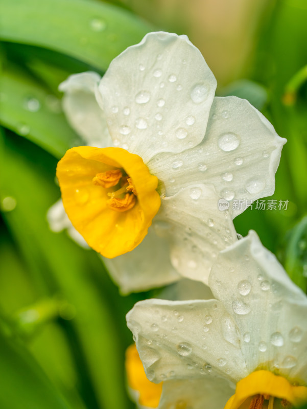 水仙花特写