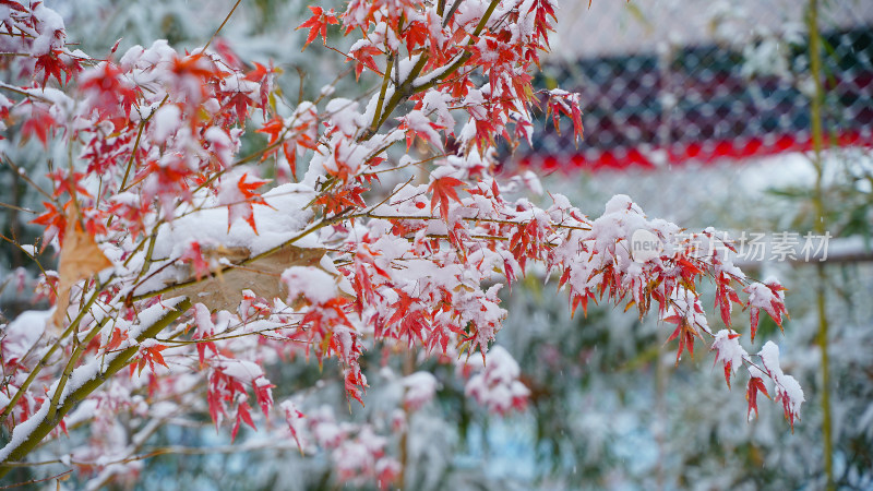 积雪枫叶