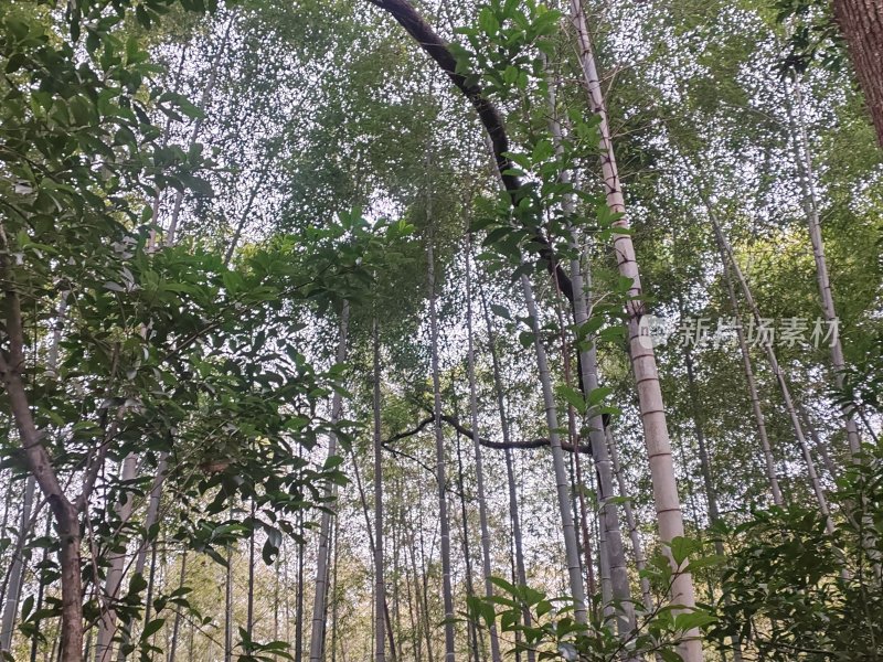 茂密竹林中仰望天空的视角