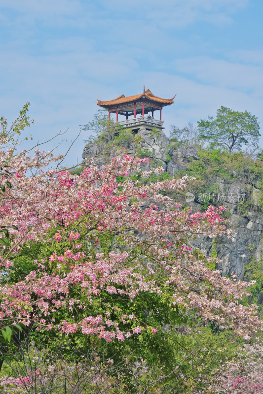 柳州龙潭公园，镜湖，异木棉盛开