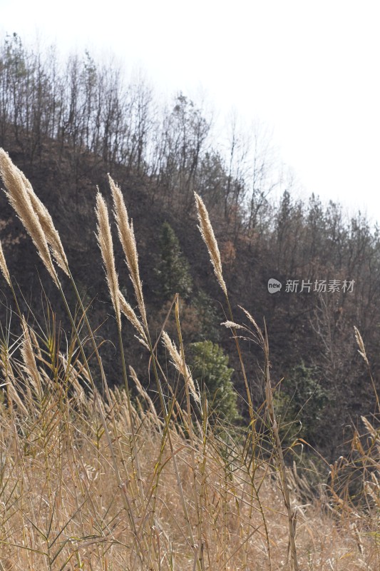 野外摇曳的芦苇植物景观