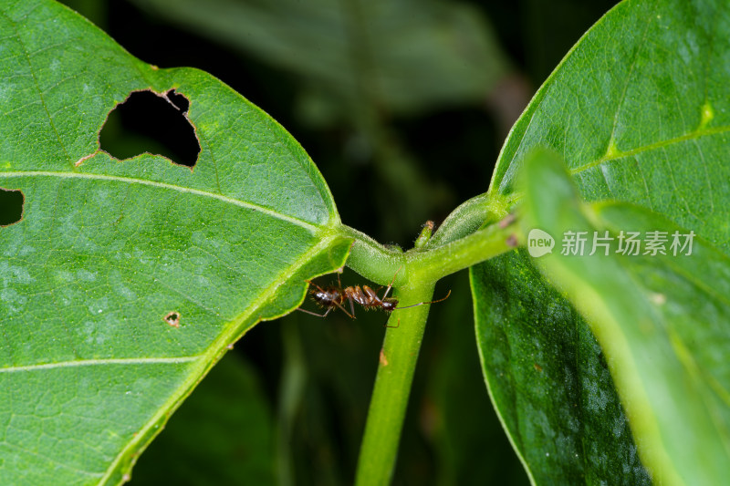 绿叶上的蚂蚁特写