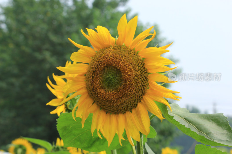 向日葵花太阳花