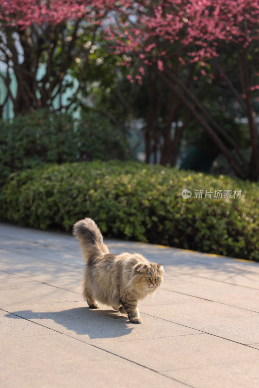 梅花树下的猫金吉拉