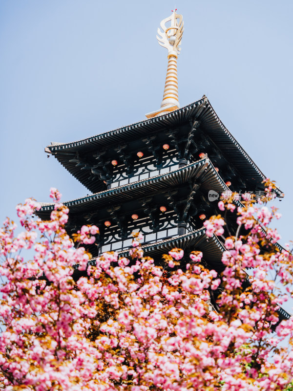 平凉泾川县大云寺樱花