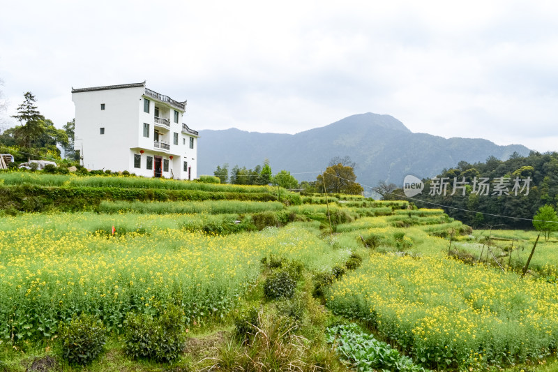 婺源梯田油菜花