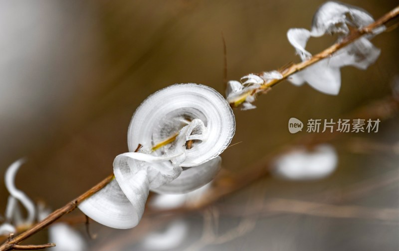 重庆酉阳：冻雨.冰花.鸟