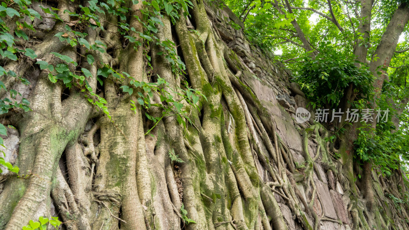 古城墙上顽强生命力的大树树根