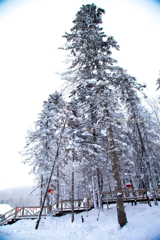 黑龙江 双峰林场 雪乡