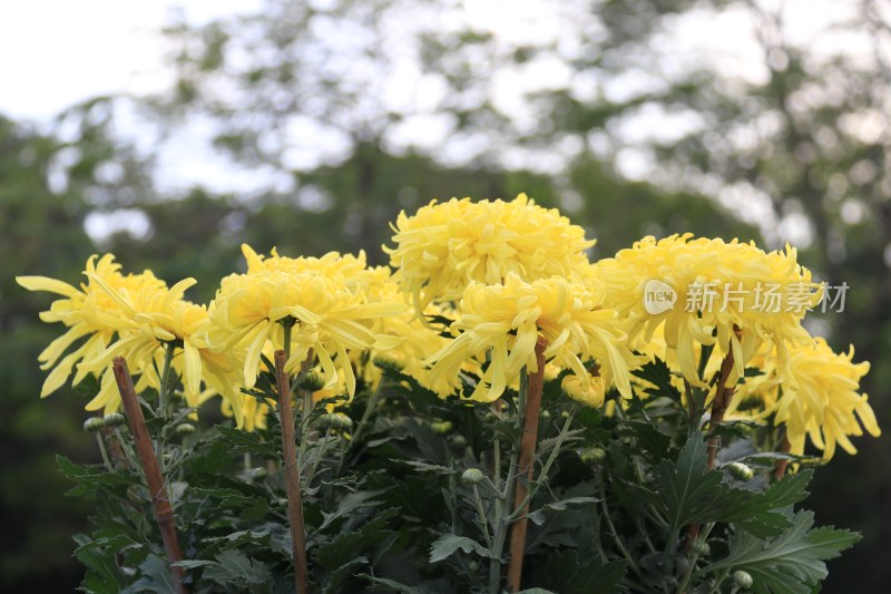 黄色菊花 金丝菊花 