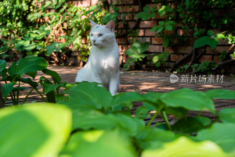 白猫在地面坐着张望