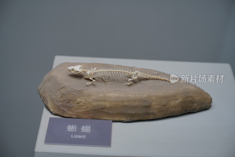 蜥蜴骨骼标本