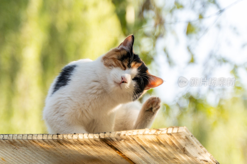 三色花猫在户外木板上的特写