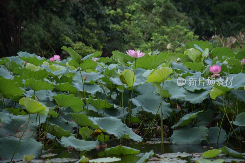 广东东莞：清溪公园荷花盛开