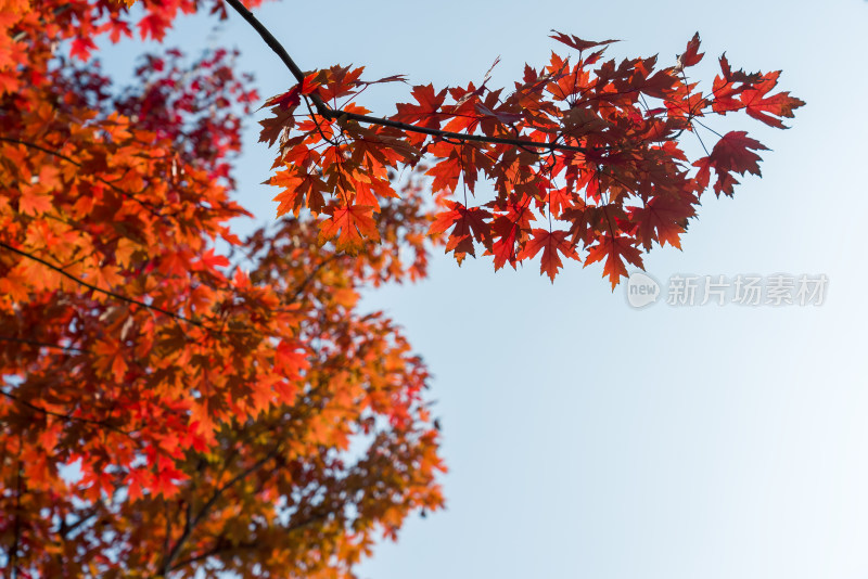 秋天霜降红叶枫树自然风景天空枫叶