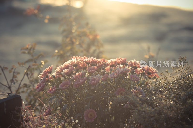 无锡 花卉