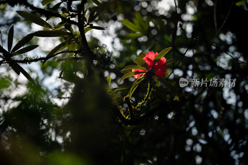 绿叶中娇艳欲滴的红色花朵