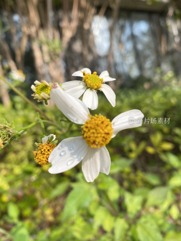 带水珠的黄蕊白花特写