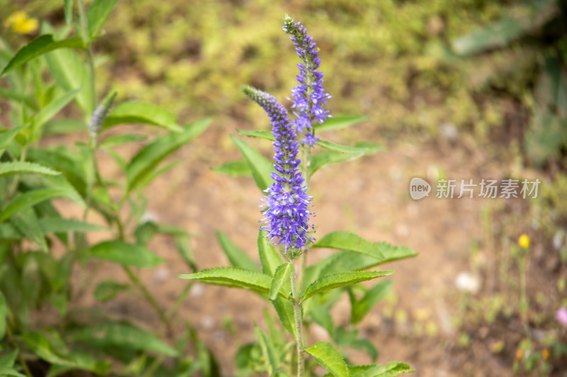 田野间的紫色穗花花穗