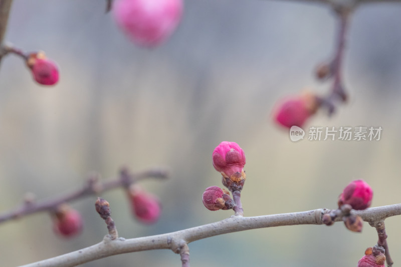 含苞待放的梅花